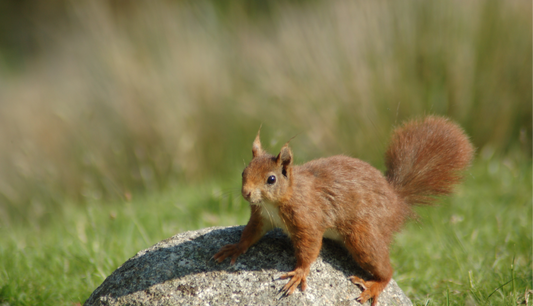 Red Squirrel Day!